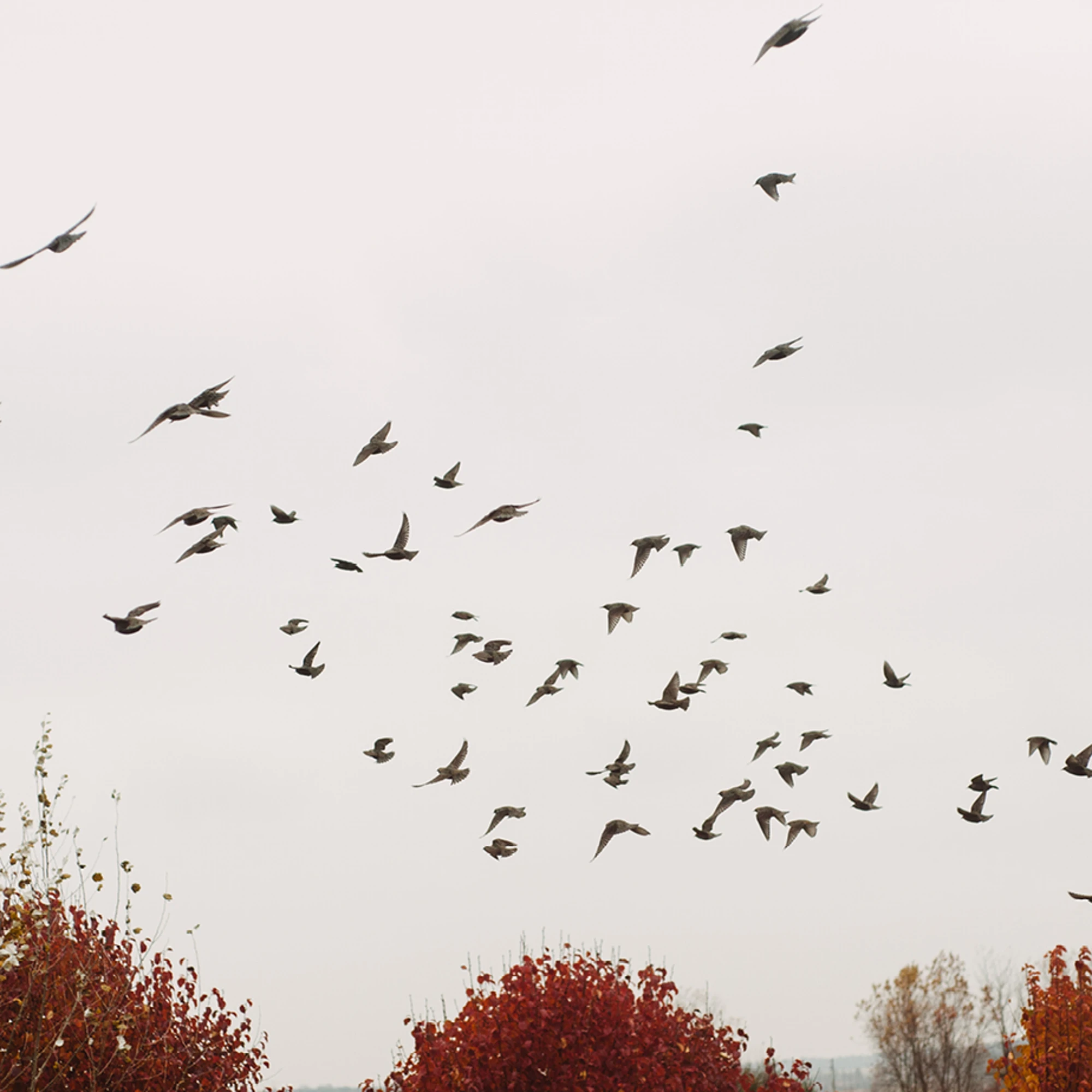 quintet_birds_swarm.jpg